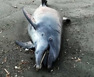 Montalto di Castro - Il delfino trovato morto
