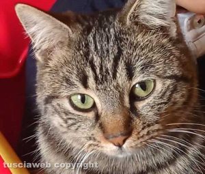 Il gatto scomparso a Viterbo