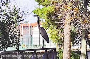 Un airone cinerino a pratogiardino Lucio Battisti