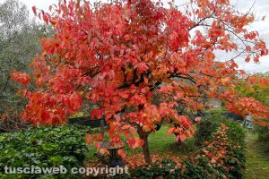 I colori dell'autunno