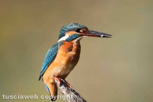Un martin pescatore