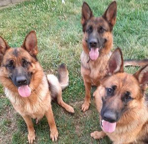 Soriano nel Cimino - I pastori tedeschi smarriti