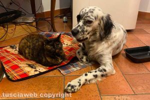 Cane e gatto