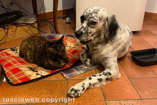 Cane e gatto