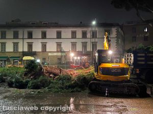 Viterbo - Il pino abbattuto a piazzale Gramsci