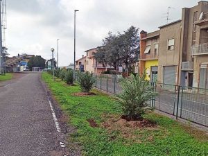 Canino - I nuovi alberi piantati per il progetto Ossigeno