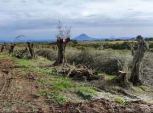 Gallese - Un uliveto rovinato