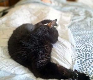 Gatto di 23 anni muore pochi minuti prima della proprietariaGatto di 23 anni muore pochi minuti prima della proprietaria