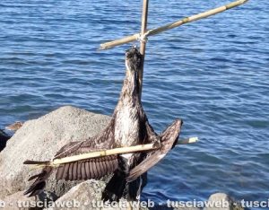 Bolsena – Cormorani trovati crocifissi al lago
