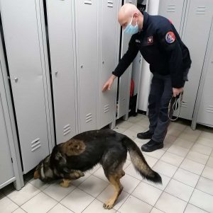 Civita Castellana - Carabinieri - L'unità cinofila in azione in una scuola