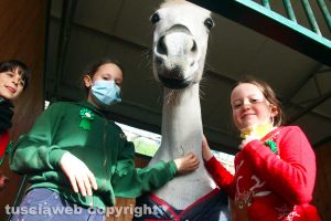 Viterbo - Ponte Sodo - La manifestazione Cavalli a Natale