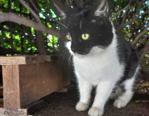 Valentano - La gattina abbandonata