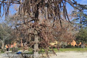 L'araucaria a Pratogiardino Lucio Battisti