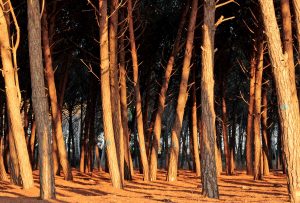 Civitavecchia- Pineta 'La Frasca'
