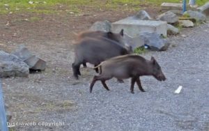 Viterbo - Cinghiali in via Genova