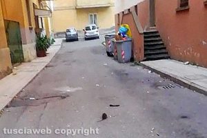 Viterbo - Pantegana in mezzo a via Pinzi