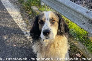 Il cane salvato dalle guardie Noetaa