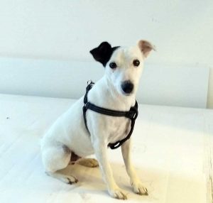 La cagnolina Lella