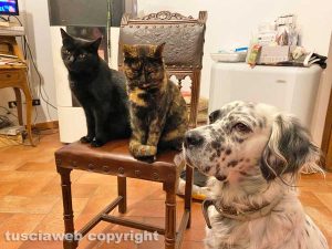 Gatti e cane in attesa del cibo