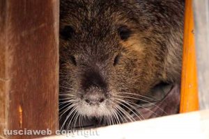 Tuscania - Nutria catturata e rimessa in libertà