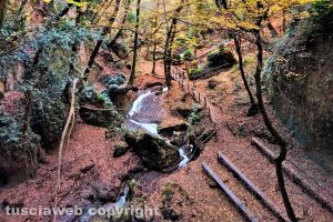 Inverno nel bosco