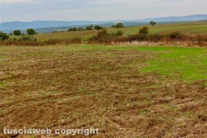 Farnese - Un campo danneggiato dai cinghiali