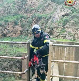 Palermo - Il cane salvato dai vigili del fuoco