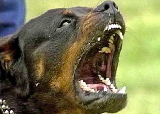 Rottweiler - Immagine di repertorio