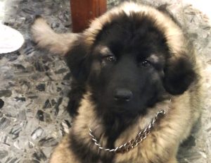 Atena - Il pastore del Caucaso