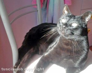 Viterbo - Gatto scivola dal balcone e scompare