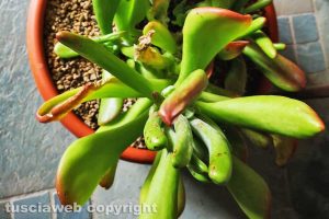 Kalanchoe oricola