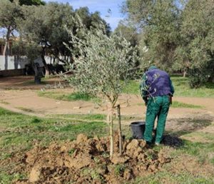 Civitavecchia - Nuove piante nei parchi Civitavecchia - Nuove piante nei parchi