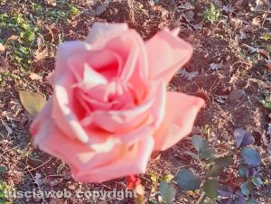 Viterbo - Rosa