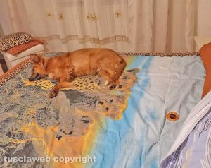 Viterbo - Il cane Ulisse