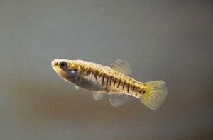Esemplare di Aphanius fasciatus raccolto nelle Saline di Tarquinia
