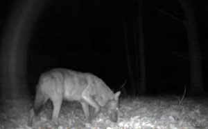 Un lupo ripreso da Enrico Barbini nella zona del lago di Vico