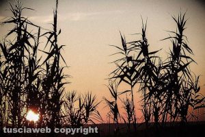 Tramonto a Castel d'Asso