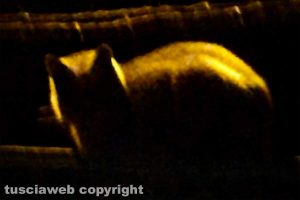 Un gatto di notte