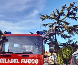 Viterbo - Si spezzano rami da albero in viale Capocci