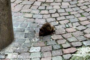 Ratto in via Fontanella del Suffragio
