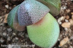 Pleiospilos nelii