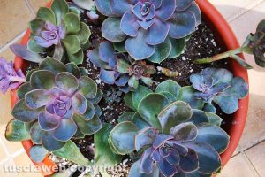 Echeveria Perla di Norimberga
