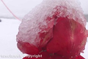 Una rosa rossa in inverno