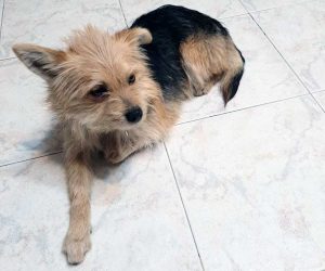 Trovato cagnolino a Valentano