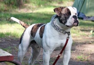 Un esemplare di bulldog americano