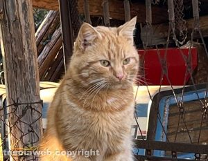 Viterbo - Il gatto trovato a strada Freddano