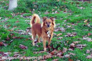 Il cane Ulisse al parco