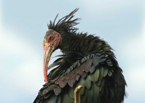 Un esemplare di ibis eremita