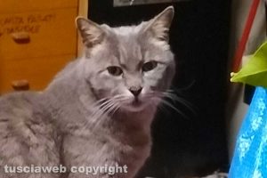 La gatta trovata a Vitorchiano