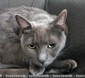 Gatto certosino smarrito in zona Pietrare